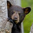 bearbear