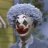 south clown