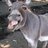 666 donkeys