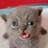 Lios-Number-One-Kitten