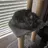xmrcat