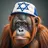 Slightly Jewish Orangutan