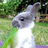 Literal Rabbit