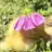 Sensitive Duckling