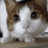 Curiosity Killed The Cat