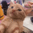 krazy orange cat