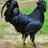 The Blackest Cock