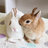 Bunnykisses7