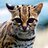 Cat Menagerie