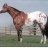 appaloosa horse