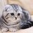 SweetScottishFold