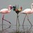 FlamingoNuggets