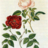 China Rose