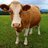 Cowzlol