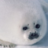 Seal Breath