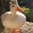 Oh shit it's a duck!