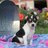 Wishbone