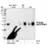 MAPK phosphatase