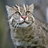 Fishing Cat