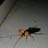 Poodies Bug