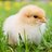 Chicken_McNugget