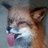 foxy doxy