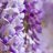 Wisteria