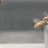 Honeybee
