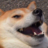 SmugPupper