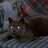 A Grey Cat