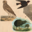 Owl Swallow Kiwi