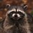 moonraccoon