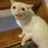 Cat Flatulence