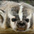 AlphaBadger