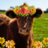 soft bovine