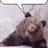 Piss Bear
