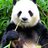 Green Panda