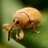Chaotic Weevil