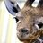 egotistical giraffe