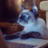 PC Kitten