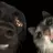 catbyte
