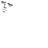 xiph