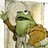 Gay Frog