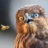 Accipiter