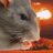 rodentia