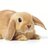 Lagomorph Lucy