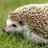 Mr. Hedgehog