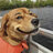 dog-chan