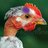 CluckClux
