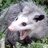 AwesomePossum